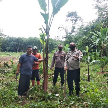 Guna Meningkatkan PAD, Kepala Desa Mulya Agung Tanam Ratusan Pohon Pisang